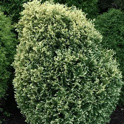 Туя ЛИТОМИШИЛ западная  Туя ЛИТОМИШИЛ западная в Ростове-на-Дону