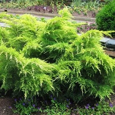 Можжевельник ГОЛД КОСТ средний  Можжевельник ГОЛД КОСТ средний в Ростове-на-Дону