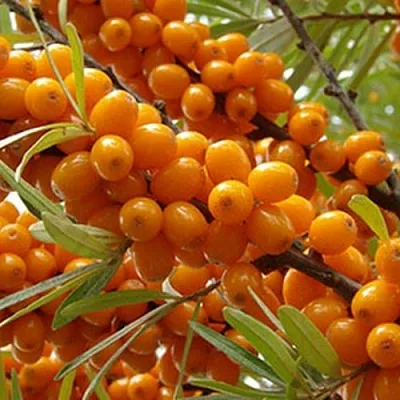 Облепиха ВИТАМИННАЯ  Облепиха ВИТАМИННАЯ в Ростове-на-Дону