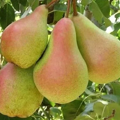 Груша ЛЕСНАЯ КРАСАВИЦА  Груша ЛЕСНАЯ КРАСАВИЦА в Ростове-на-Дону