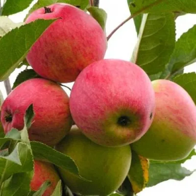 Яблоня МЕЧТА — описание сорта Яблоня МЕЧТА в Ростове-на-Дону