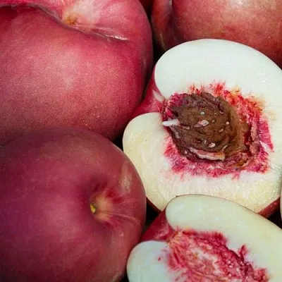 НЕКТАПЛЮМ  НЕКТАПЛЮМ в Ростове-на-Дону