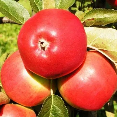 Яблоня СЯБРЫНА  Яблоня СЯБРЫНА в Ростове-на-Дону