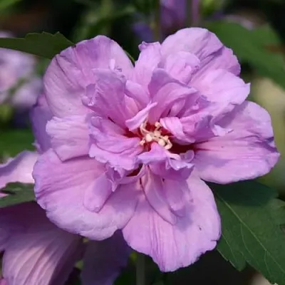 Гибискус АРДЕНС сирийский  Гибискус АРДЕНС сирийский в Ростове-на-Дону