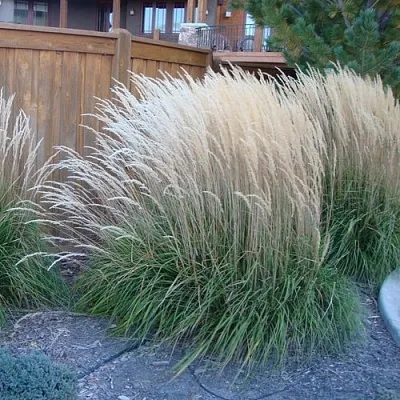 Вейник КАРЛ ФОРСТЕР остроцветковый  Вейник КАРЛ ФОРСТЕР остроцветковый в Ростове-на-Дону