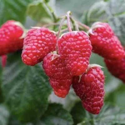 Малина МАРОСЕЙКА в Ростове-на-Дону