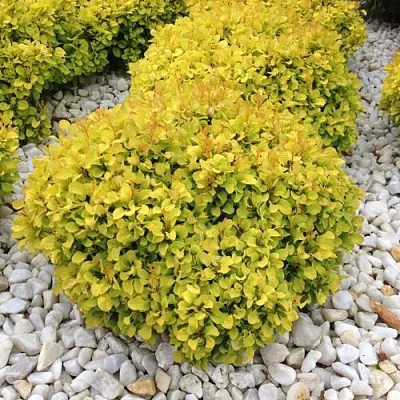 Барбарис БОНАНЗА ГОЛД тунберга в Ростове-на-Дону