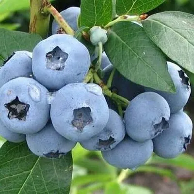 Голубика БЛЮЭТТА  Голубика БЛЮЭТТА в Ростове-на-Дону