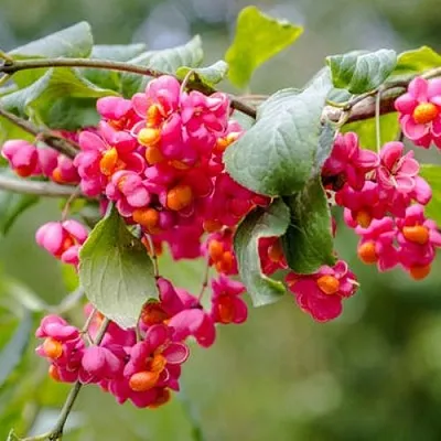 Бересклет ЕВРОПЕЙСКИЙ  Бересклет ЕВРОПЕЙСКИЙ в Ростове-на-Дону