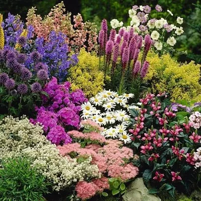 Многолетние растения  Многолетние растения в Ростове-на-Дону