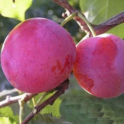 Слива ДЕЛИКАТНАЯ  Слива ДЕЛИКАТНАЯ в Ростове-на-Дону