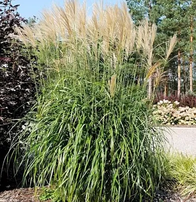 Мискантус ВАНИЛЛА СКАЙ китайский  Мискантус ВАНИЛЛА СКАЙ китайский в Ростове-на-Дону