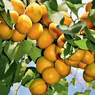 Абрикос БРЯНСКИЙ РАННИЙ  Абрикос БРЯНСКИЙ РАННИЙ в Ростове-на-Дону
