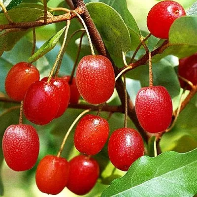 Гуми  Гуми в Ростове-на-Дону