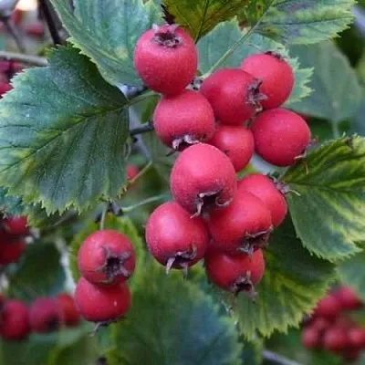 Боярышник АРНОЛЬДА  Боярышник АРНОЛЬДА в Ростове-на-Дону