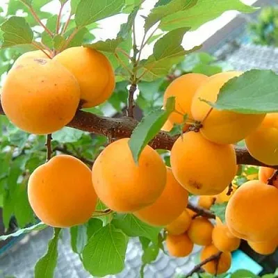 Абрикос ОРИГИНАЛ  Абрикос ОРИГИНАЛ в Ростове-на-Дону