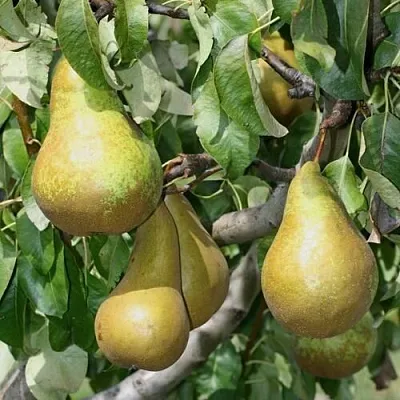 Груша САПФИРА колонновидная  Груша САПФИРА колонновидная в Ростове-на-Дону