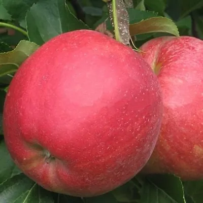 Яблоня РУБИН  Яблоня РУБИН в Ростове-на-Дону