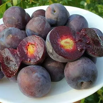 Сливово-вишневый гибрид МЕЙНОР  Сливово-вишневый гибрид МЕЙНОР в Ростове-на-Дону