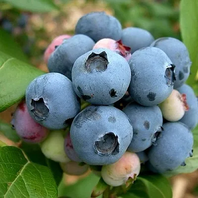 Голубика КОЛЛИНЗ  Голубика КОЛЛИНЗ в Ростове-на-Дону