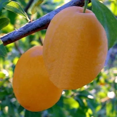 Слива НАТАША  Слива НАТАША в Ростове-на-Дону