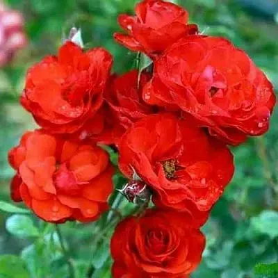 Саженцы роз ФАЙЕР КИНГ спрей в Ростове-на-Дону