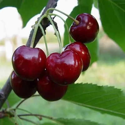 Черешня СТЕЛЛА в Ростове-на-Дону