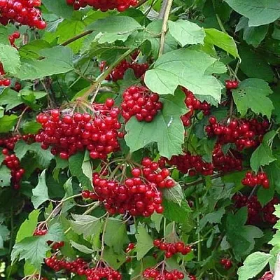 Калина КОМПАКТУМ  Калина КОМПАКТУМ в Ростове-на-Дону