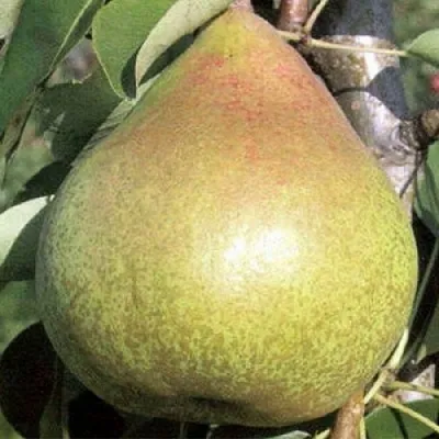 Груша КОРОЛЛА  Груша КОРОЛЛА в Ростове-на-Дону