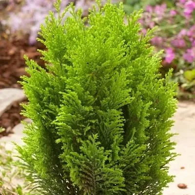 Кипарисовик ЭЛВУДИ ГОЛД лавсона  Кипарисовик ЭЛВУДИ ГОЛД лавсона в Ростове-на-Дону