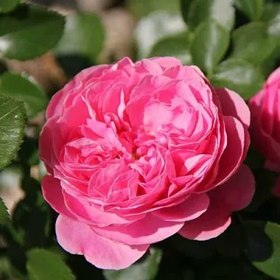 Саженцы роз ЛЕОНАРДО ДА ВИНЧИ флорибунда  Саженцы роз ЛЕОНАРДО ДА ВИНЧИ флорибунда в Ростове-на-Дону