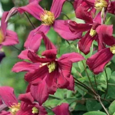 Клематис СТРОУБЕРРИ ФИЛДС  Клематис СТРОУБЕРРИ ФИЛДС в Ростове-на-Дону