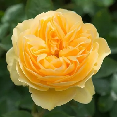 Саженцы роз ГРЕХАМ ТОМАС английская  Саженцы роз ГРЕХАМ ТОМАС английская в Ростове-на-Дону