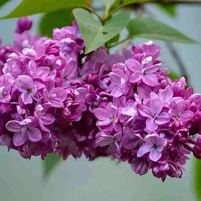 Сирень   Сирень  в Ростове-на-Дону