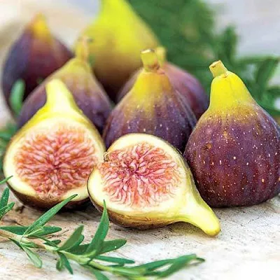 Инжир Никитский Инжир Никитский