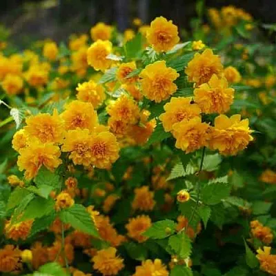 Керрия японская ПЛЕНИФЛОРА  Керрия японская ПЛЕНИФЛОРА в Ростове-на-Дону