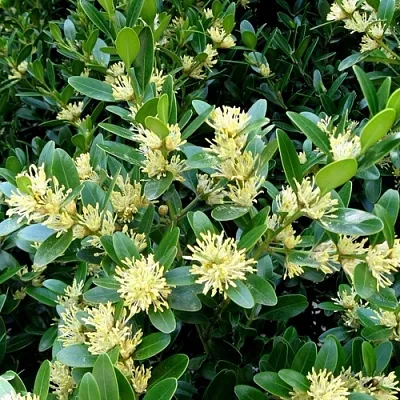 Самшит  Самшит в Ростове-на-Дону