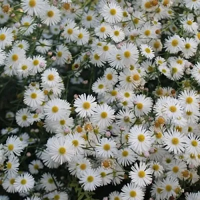 Болтония СНОУБЭНК  Болтония СНОУБЭНК в Ростове-на-Дону