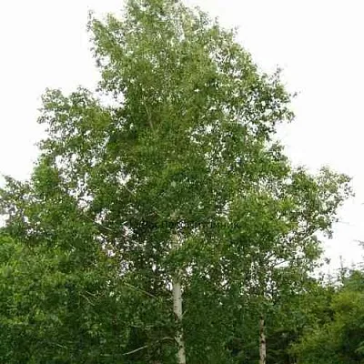 Береза бородавчатая  Береза бородавчатая в Ростове-на-Дону