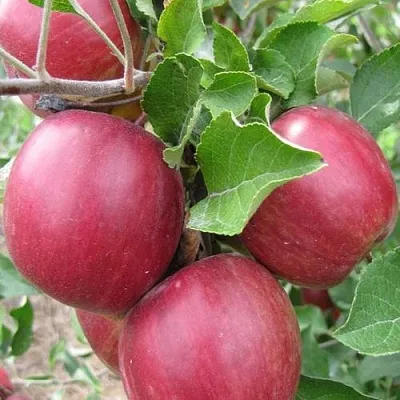 Яблоня МОСКОВСКОЕ ОЖЕРЕЛЬЕ колонновидная  Яблони Московское Ожерелье колонновидная в Ростове-на-Дону