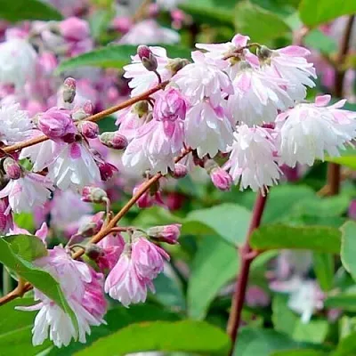 Дейция  Дейция в Ростове-на-Дону