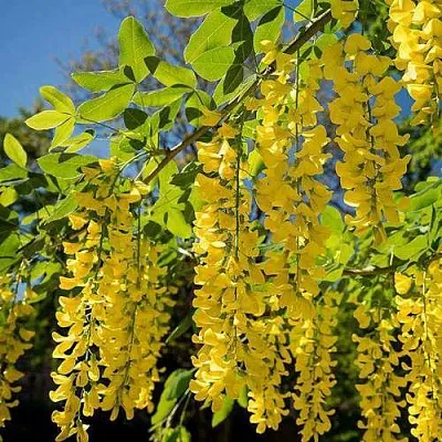 Бобовник  Бобовник в Ростове-на-Дону