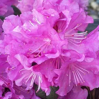 Рододендрон П.Ж.М. ЭЛИТ  Рододендрон П.Ж.М. ЭЛИТ в Ростове-на-Дону