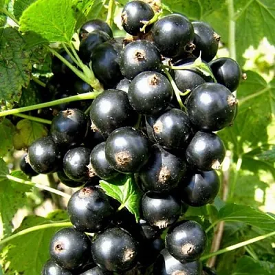 Смородина черная ГАРМОНИЯ  Смородина черная ГАРМОНИЯ в Ростове-на-Дону