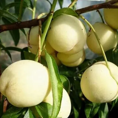 Персик АЙС ПИЧ  Персик АЙС ПИЧ в Ростове-на-Дону