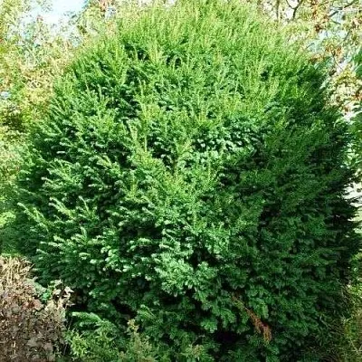 Тис РЕПАНДЕНС ягодный  Тис РЕПАНДЕНС ягодный в Ростове-на-Дону