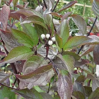 Дерен КЕССЕЛЬРИНГИ  Дерен КЕССЕЛЬРИНГИ в Ростове-на-Дону