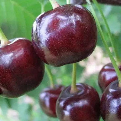 Дюк ФАКЕЛ  Дюк ФАКЕЛ в Ростове-на-Дону