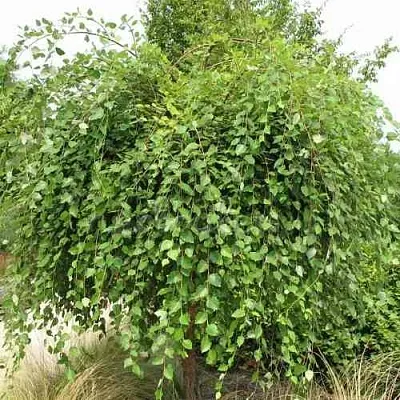 Береза САММЕР КАСКАД черная  Береза САММЕР КАСКАД черная в Ростове-на-Дону