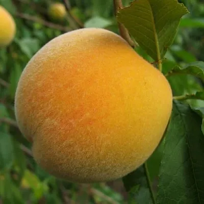 Персик ДОНЕЦКИЙ ЖЁЛТЫЙ Персик ДОНЕЦКИЙ ЖЁЛТЫЙ